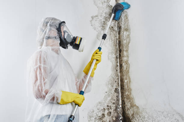 Best Black Mold Remediation in Junction, TX